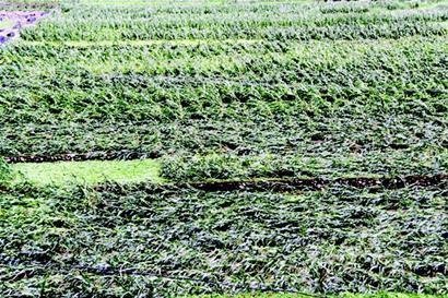 湖北省一季度农作物灾损增加 二季度洪涝灾害风险较高