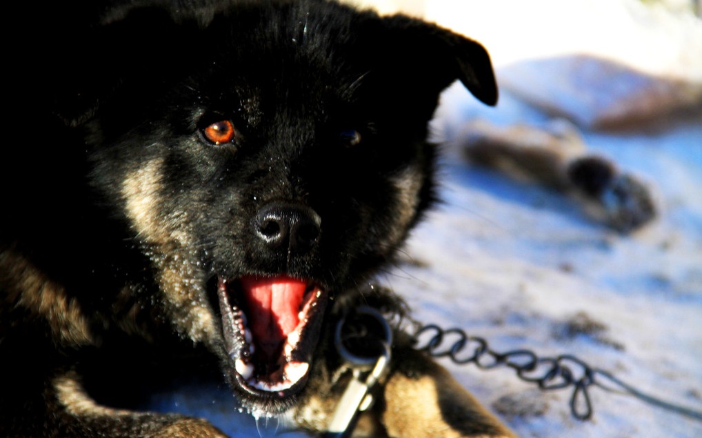 东北猎犬，世界即将灭绝的优秀猎犬