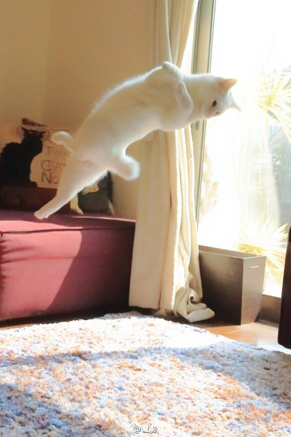 一只跳健美操的猫，即将成为健美操猫王，萌翻众网友