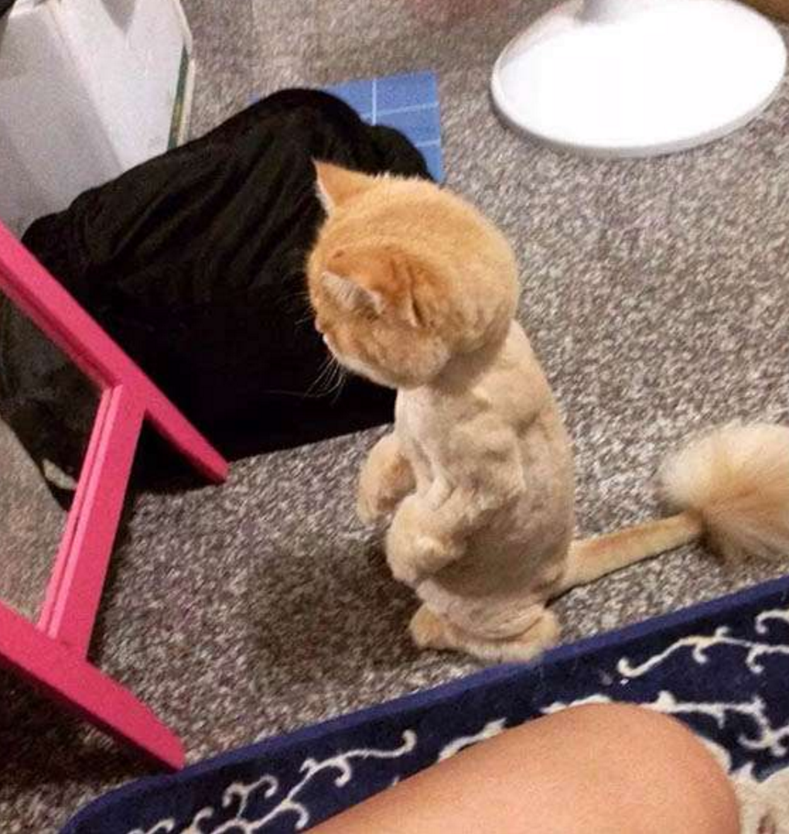 猫猫在主人剃毛后连忙紧张照镜子，结果瞬间呆滞石化了