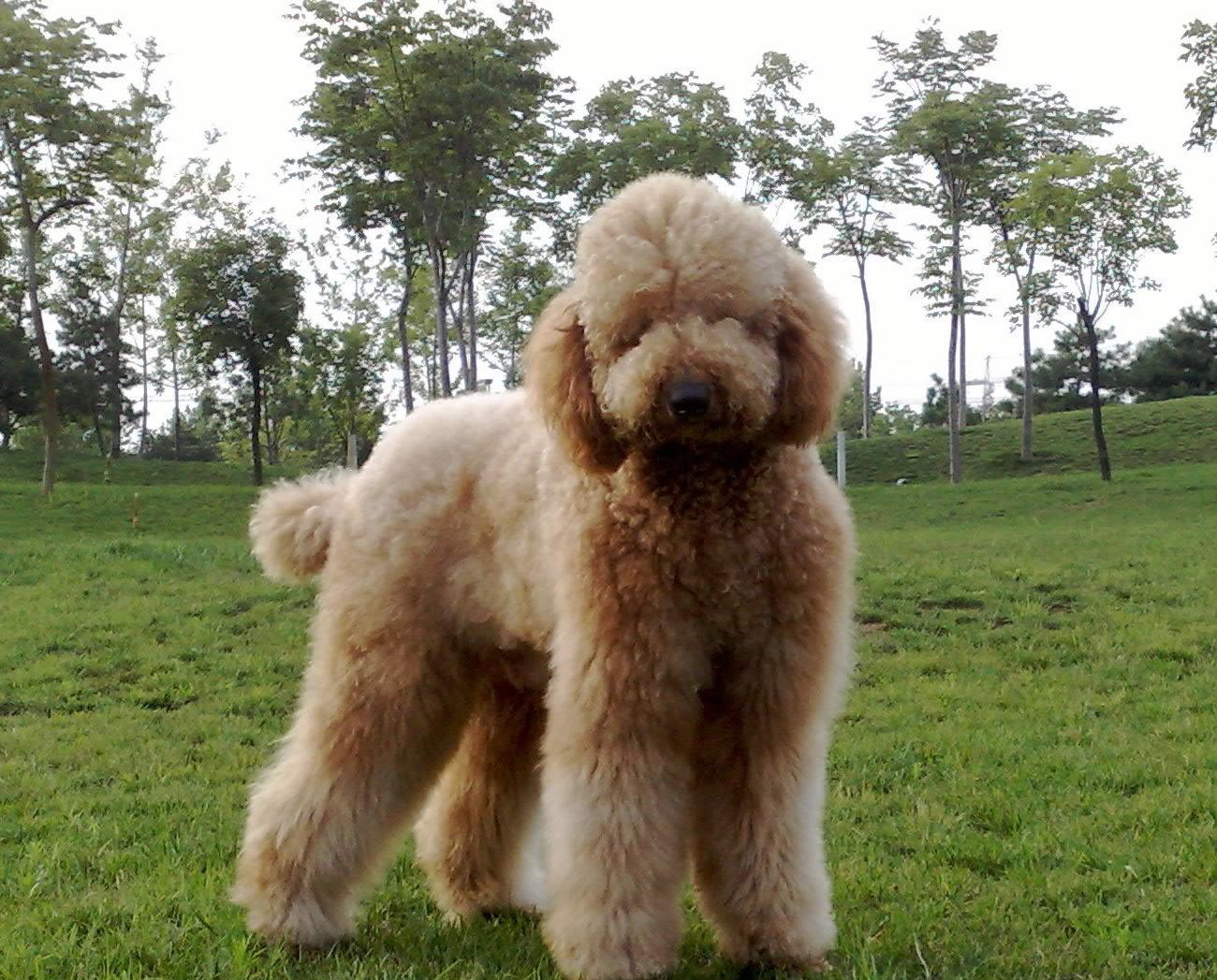 贵宾犬和泰迪犬的区别这种超大型泰迪犬非喜欢女孩