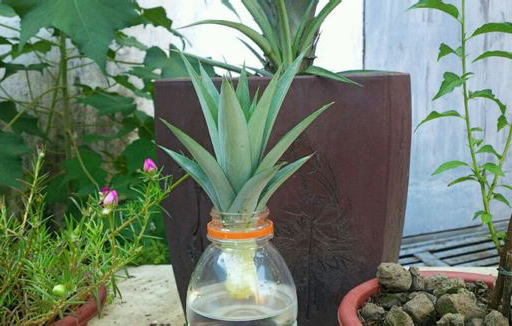 学会这招，自己在家就能种一盆漂亮的菠萝盆栽！