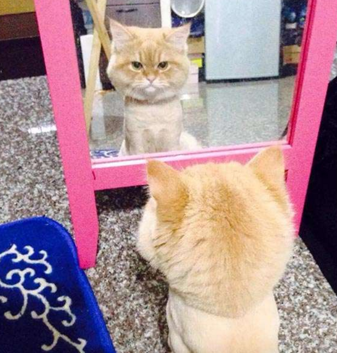 猫猫在主人剃毛后连忙紧张照镜子，结果瞬间呆滞石化了