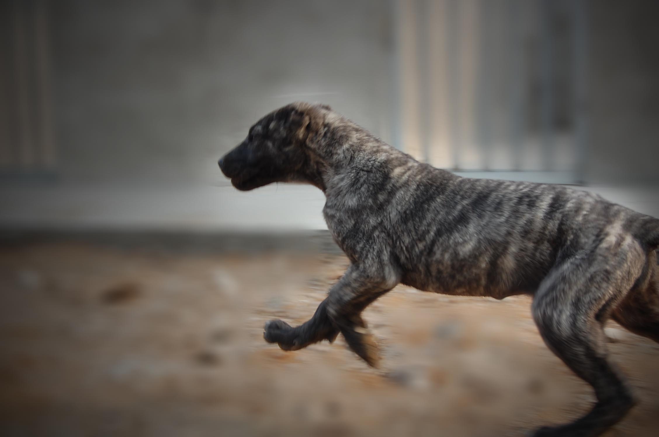 坎高犬图片大全壁纸图片