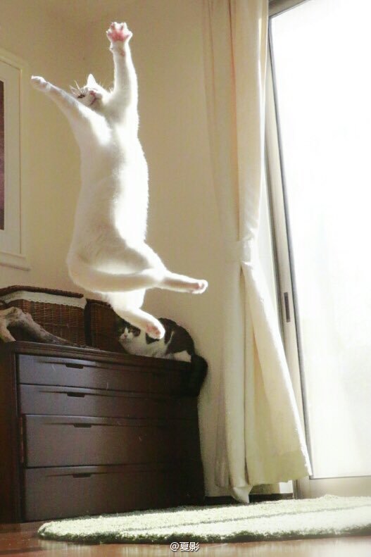 一只跳健美操的猫，即将成为健美操猫王，萌翻众网友