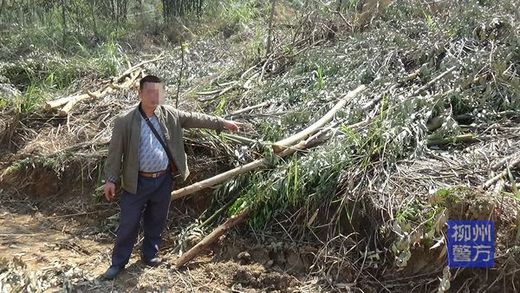 广西柳州：未办理采伐许可证便滥伐林木  嫌疑人被刑拘