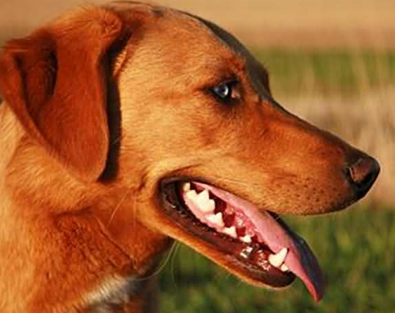 当狗主人看到自己家狗狗牙齿被拔光时，他流下了后悔的泪水