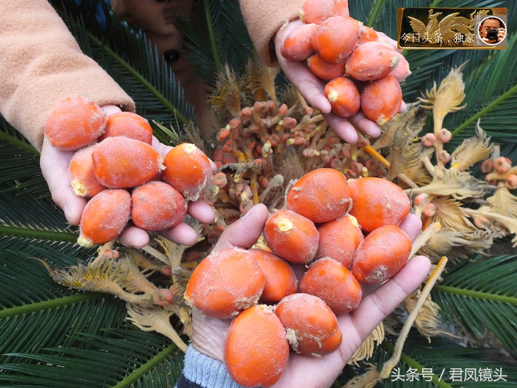 湖北宜昌：铁树果有毒，无人采摘，主治咳嗽，网售120元一公斤！