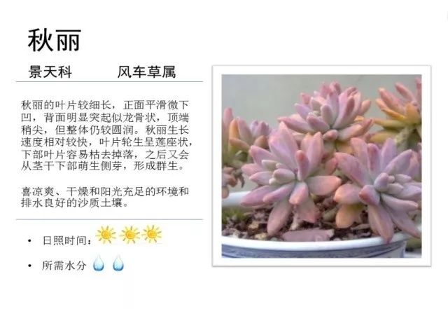 植物百科｜一起来认识多肉植物！