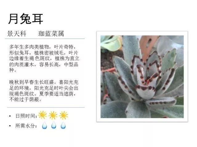 植物百科｜一起来认识多肉植物！