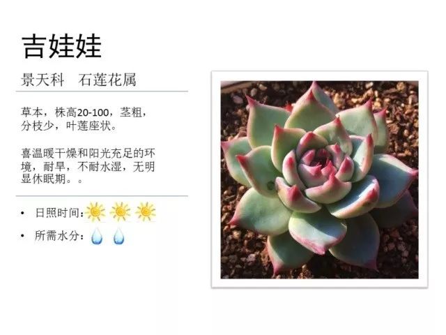 植物百科｜一起来认识多肉植物！