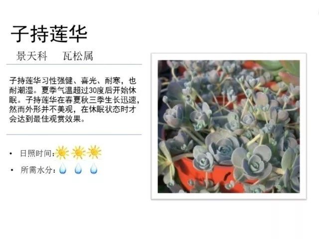 植物百科｜一起来认识多肉植物！
