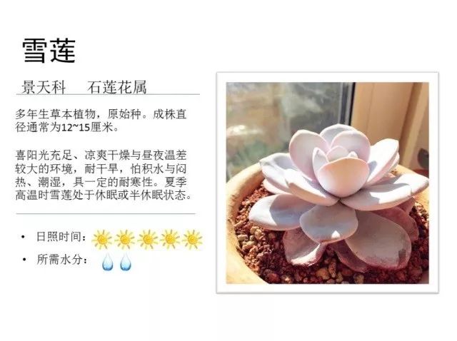 植物百科｜一起来认识多肉植物！