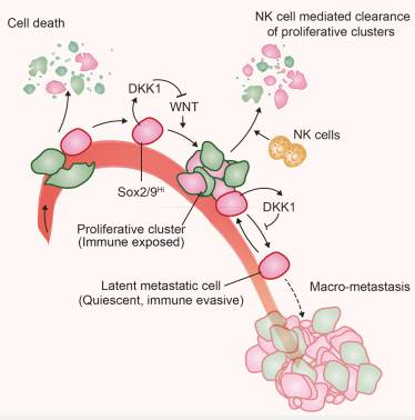 Cell：揭示转移性癌细胞逃避免疫系统检测机制