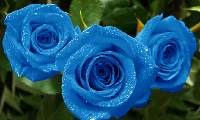 蓝玫瑰代表什么意思（揭秘蓝玫瑰花语与含义）