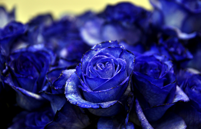 蓝玫瑰花语与含义
