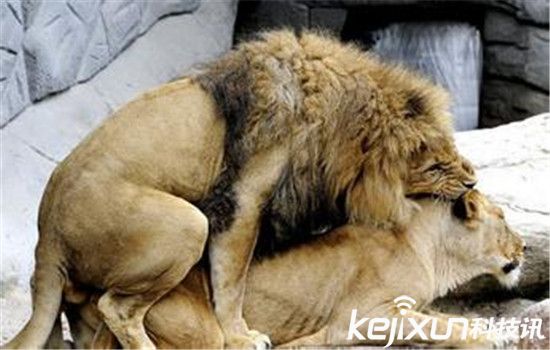 动物世界为交配而死动物盘点 实拍狮子交配