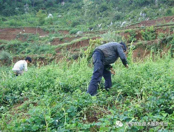 想要靠种药材挣到钱，你必须先做到这几点！