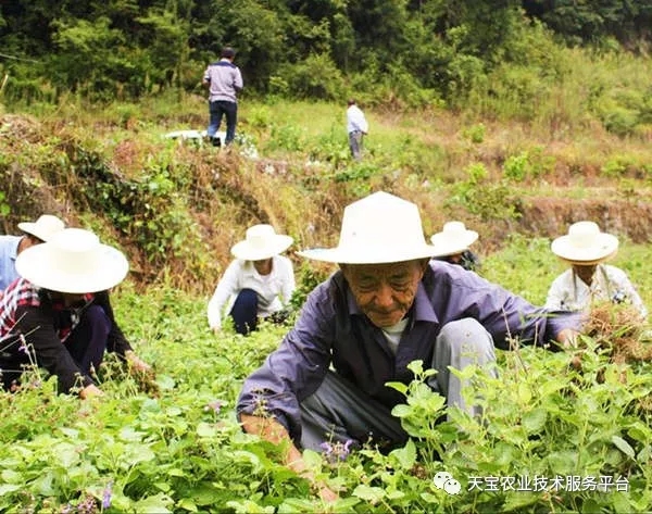 想要靠种药材挣到钱，你必须先做到这几点！