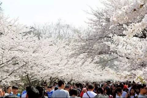青岛园林樱花摄影大赛网络人气组部分作品摘选