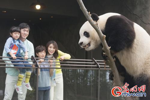 中国大熊猫“爱宝”“乐宝”亮相韩国新家