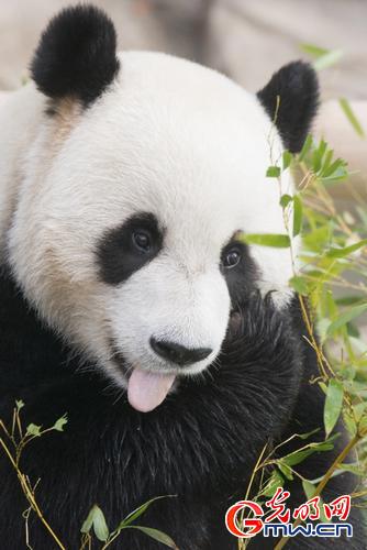 中国大熊猫“爱宝”“乐宝”亮相韩国新家