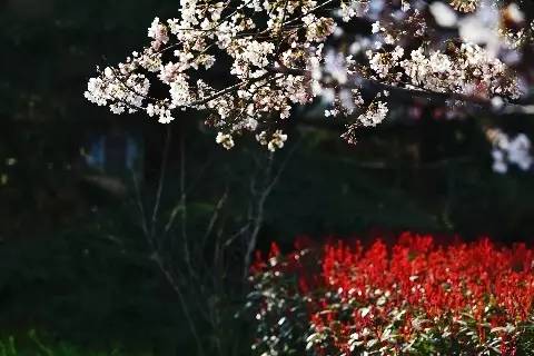 青岛园林樱花摄影大赛网络人气组部分作品摘选
