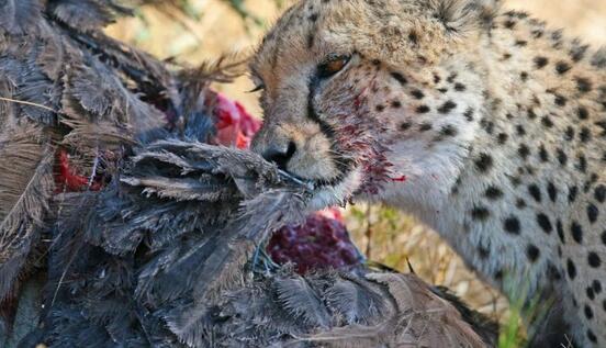 猎豹旋风血腥追捕鸵鸟，时速高达110公里，满脸鲜血让人看呆！