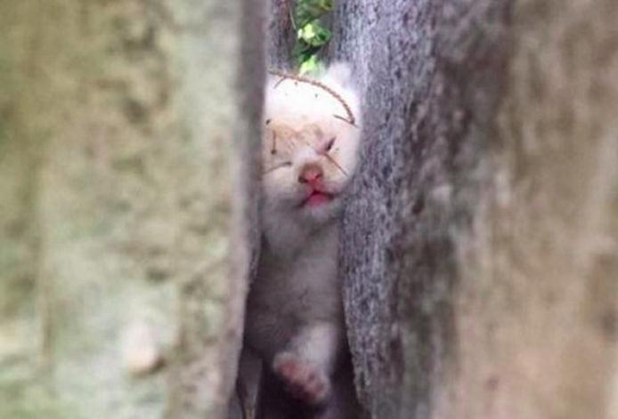 猫咪不慎掉进石头缝里，在它哭叫两天之后，终于有人发现了