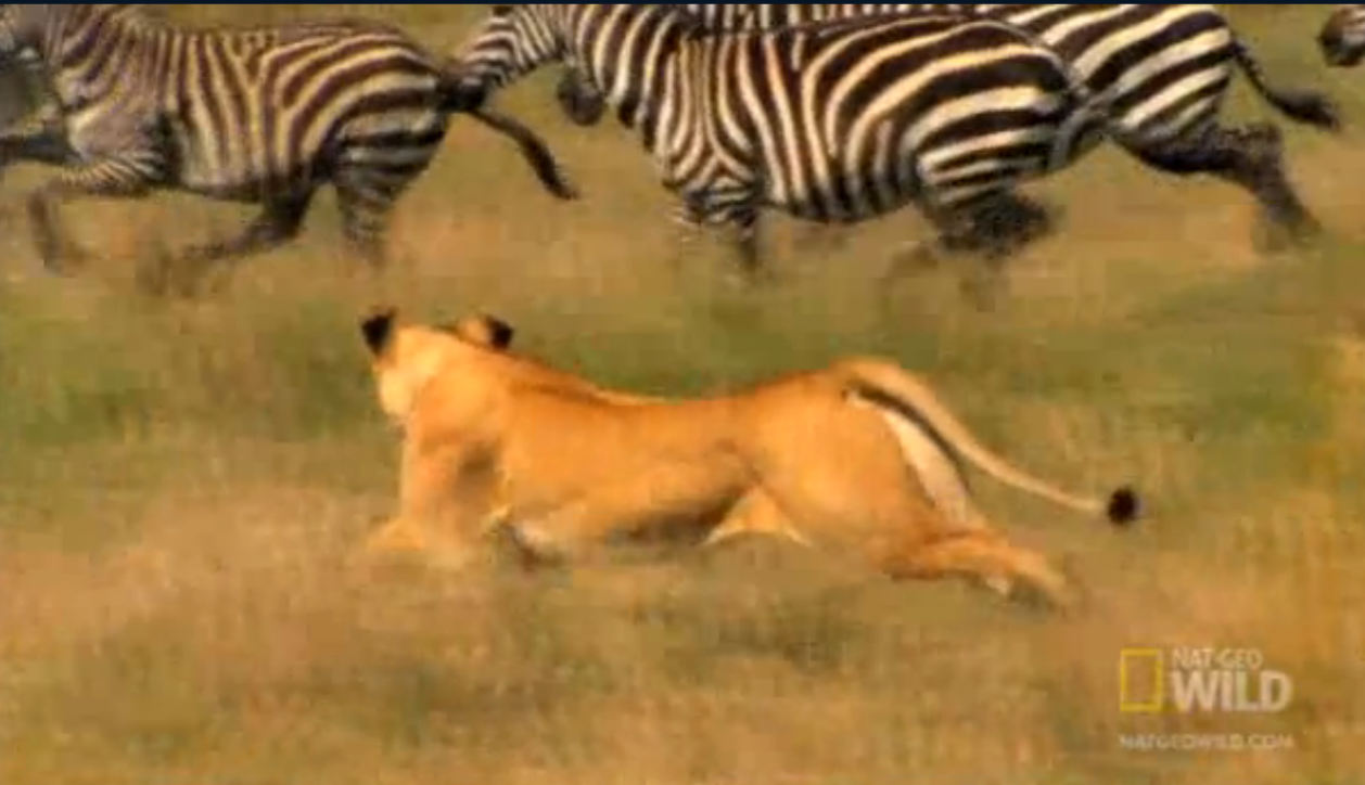 小斑马被狮子一路追杀，眼看就要被扑倒，不料途中使出“无影脚”