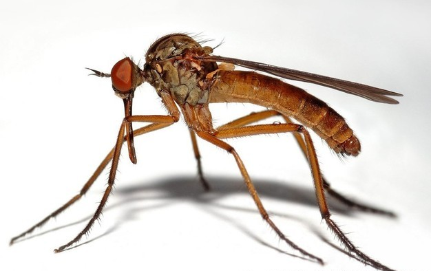 世界最毒物竟是毫不起眼的蚊子，夏天到了你可得小心了