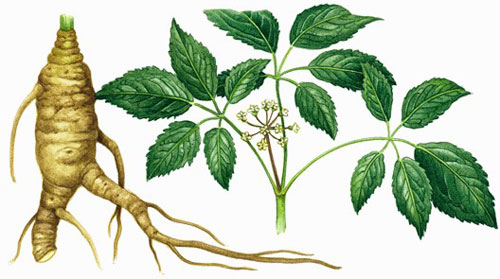 懂“草药”的不只是古代中国，“西洋草药”的疗效你知道多少？
