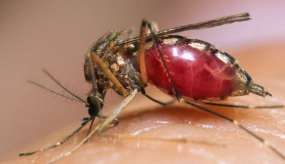 天热了，小心蚊子传播这6种致命疾病｜百科解密