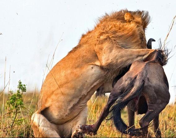 狮子使出“一剑封喉”绝招，角马死命挣扎，鲜血飙出，让人心疼！