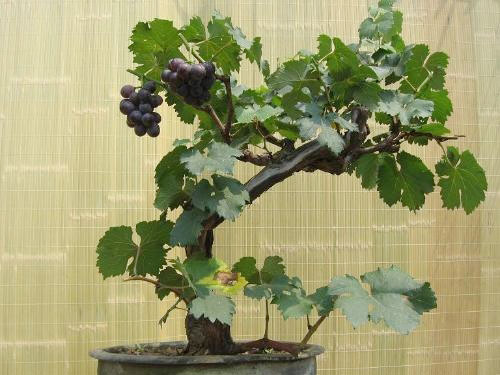 学会这招，自己在家就能种一盆漂亮的葡萄盆栽！
