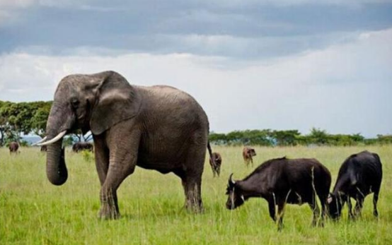 小象被水牛搭救后，为了报恩它居然不肯离开而坚持守护着牛群！