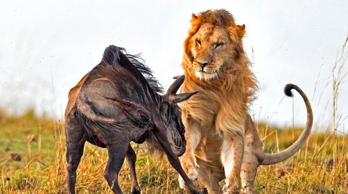狮子使出“一剑封喉”绝招，角马死命挣扎，鲜血飙出，让人心疼！