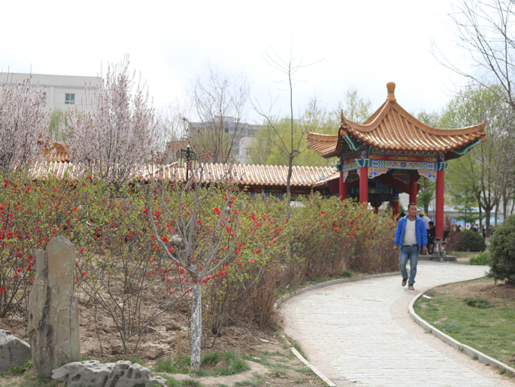 昔日的岷县人民公园有了夏的气息