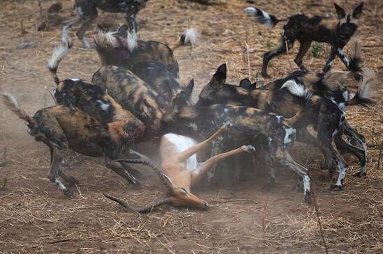 野狗活吃羚羊，惨遭鬣狗抢食，场面激烈，最后鬣狗如此狼狈不堪