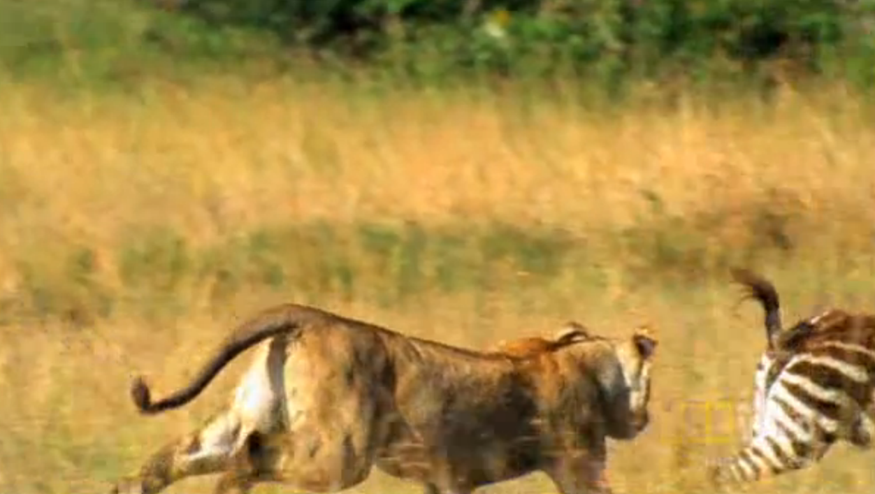 小斑马被狮子一路追杀，眼看就要被扑倒，不料途中使出“无影脚”