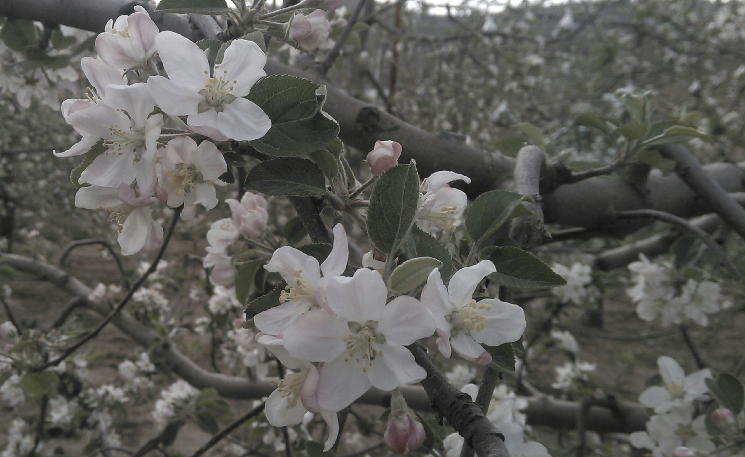 四月，平凉市庄浪县的苹果园也是花枝招展