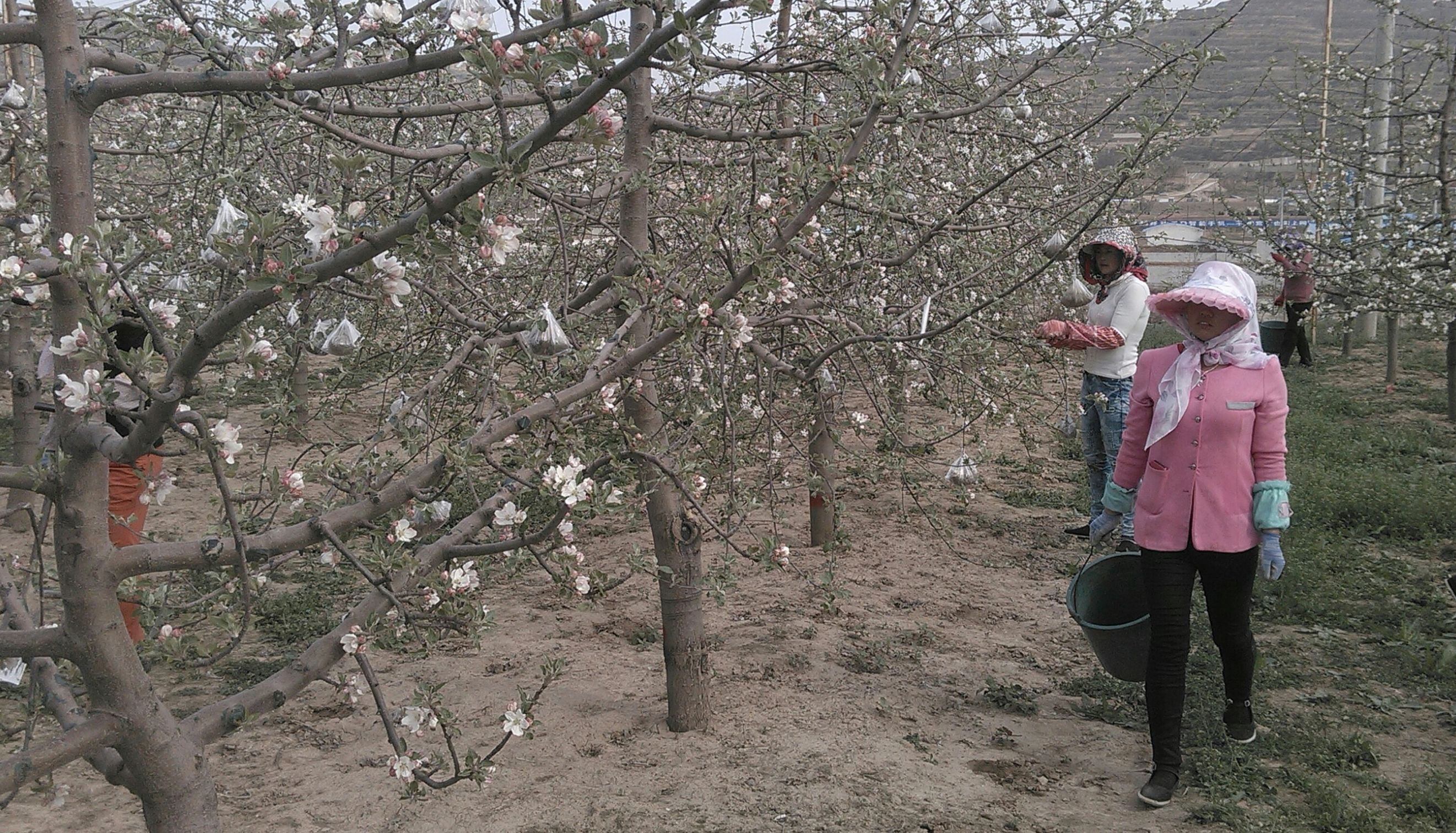 四月，平凉市庄浪县的苹果园也是花枝招展