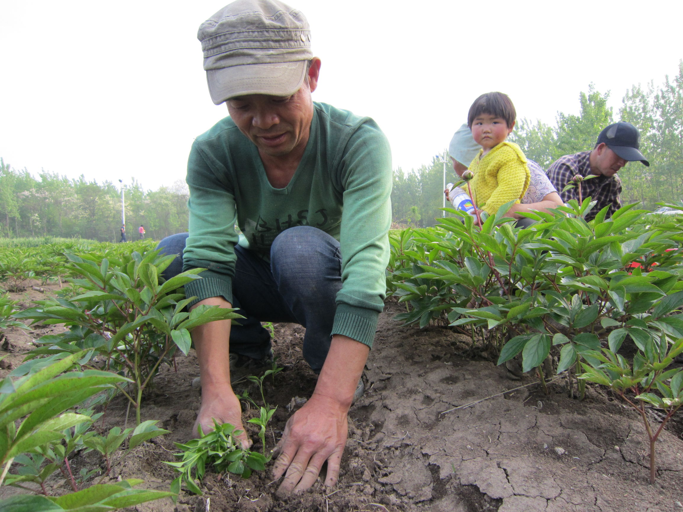五一专题——安徽亳州：返乡务农谋发展 田间地头把业创