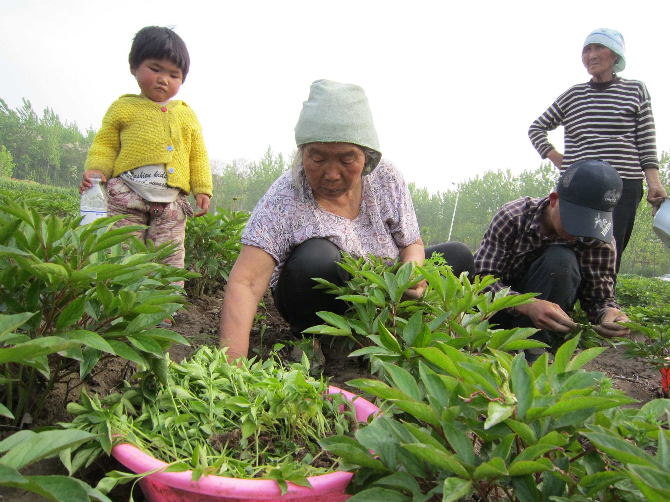 五一专题——安徽亳州：返乡务农谋发展 田间地头把业创