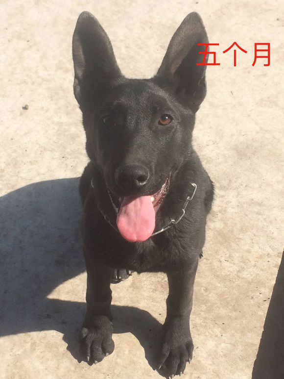 黑狼幼犬多少钱一只 黑狼犬什么价格一般多少钱 文案咖网 朋友圈 抖音短视频 招商文案策划大全