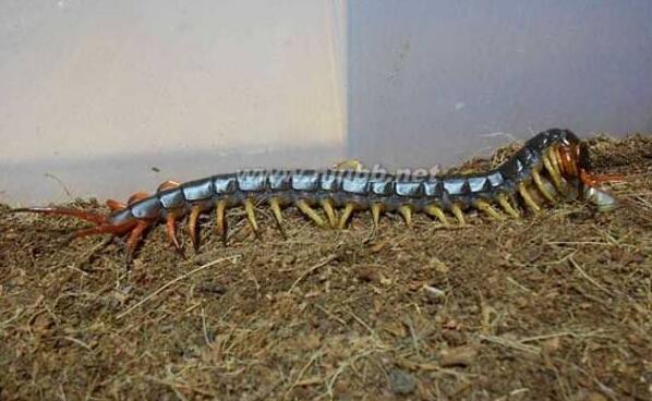 地球上最大的蜈蚣，据说能长到0.6米，能吃蛇