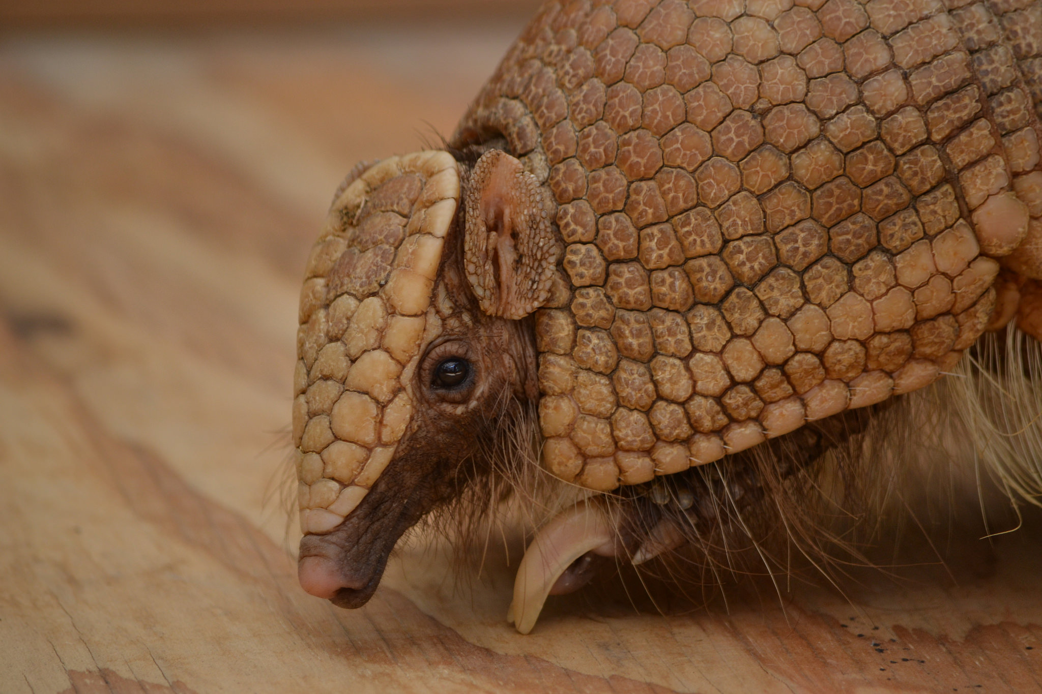 犰狳是什么动物犰狳可以当宠物吗