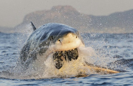 摄影师潜水偶遇蓝鲸 盘点那些惊艳海底的照片