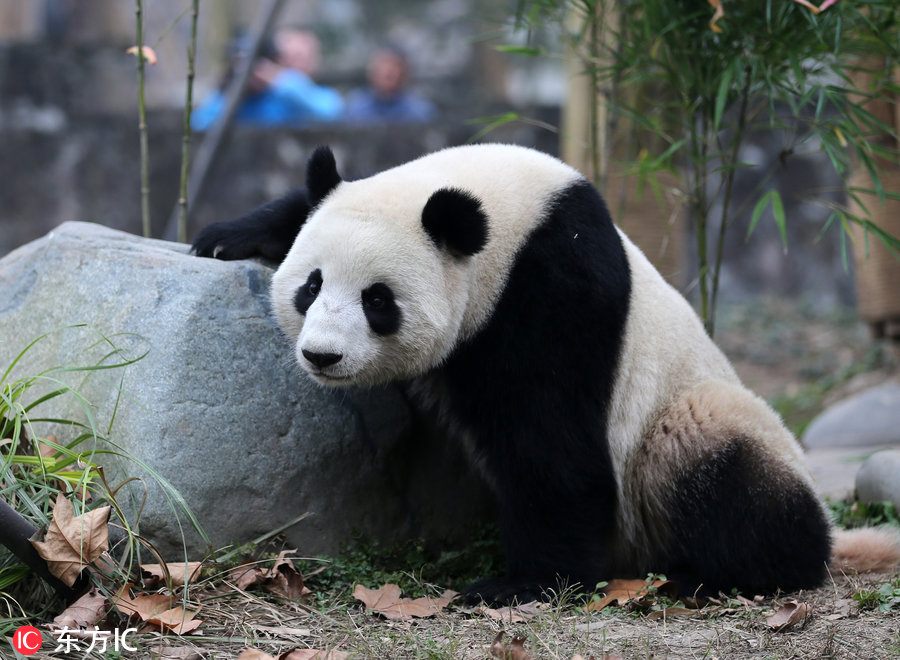 熊猫暖暖亮相,暖暖大熊猫