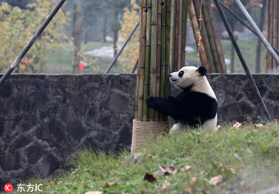 熊猫暖暖亮相,暖暖大熊猫